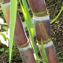 Sugar Cane Tree