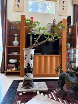 Succulents bonsai