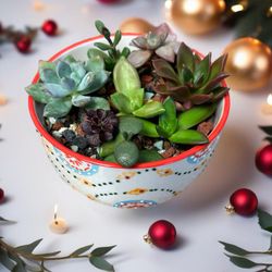 Succulent Arrangement in Decorative Bowl