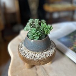 Ceramic Vase Succulent Arrangement