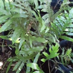 Native Fern Wart Fern Potted Plant Landscape Plant