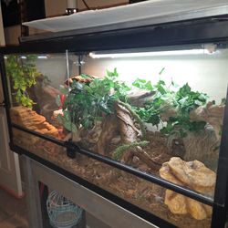 Glass Terrarium 