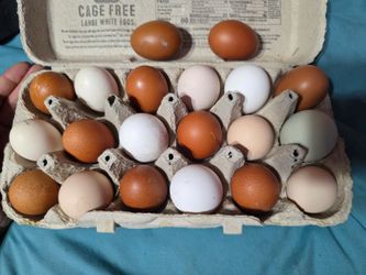 Hatching eggs