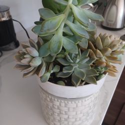 Plants