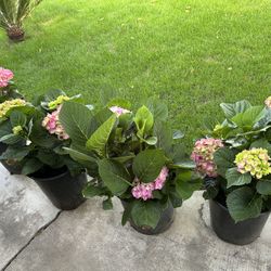 Hydrangeas 25$ Each