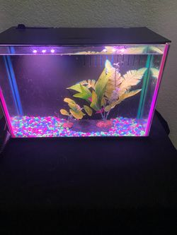 Aquarium