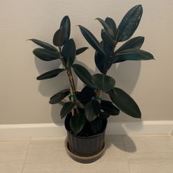 Plant