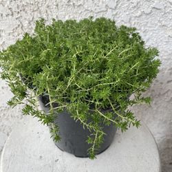 1.5 Gallon Pot of Succulent Plant - Sedum Acre - Gold Moss - Rooted & Established Plant - Drought Resistant - 🪴