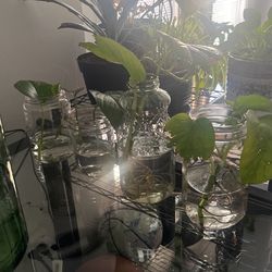 Pothos Clippings
