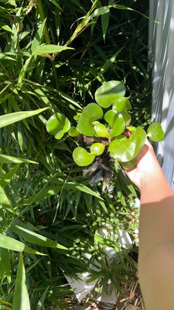 Pond Plants Buy Two Water Hyacinths Get 3 Free