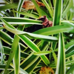 OFFERUP IS MAKING IT DIFFICULT FOR US! DON'T WORRY. I'LL SEND IT OUT! EASY. CARE 4"-5" INCH, LIVE POTTED, VARIEGATED PLANTS. VARIEGATED SPIDER PLANT