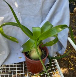 Onion Succulent