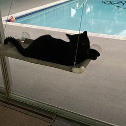 Cat Window Perch