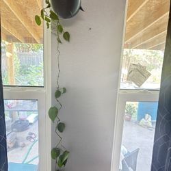 Plant - Pothos
