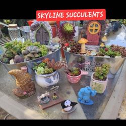 PLANT AND SUCCULENT SALE..SAN LORENZO..ALL THIS WEEK. SKLYINE SUCCULENTS 