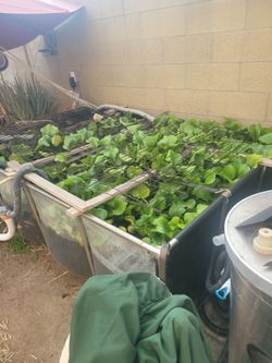 Water hyacinth 🪻