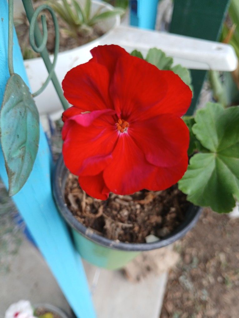 Plant