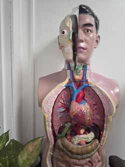 Human Anatomy Torso Model with Removable Organs