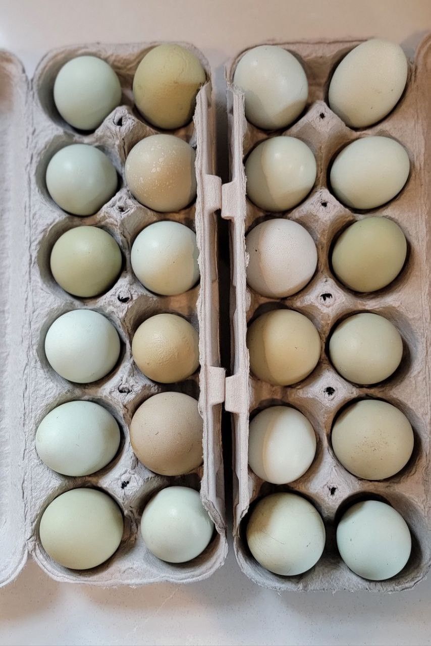 Fresh Chicken Eggs