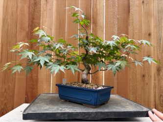 Japanese maple bonsai /A7