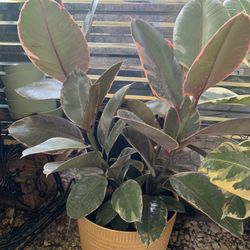 Ficus Plant Variegated 