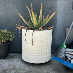 LARGE Aloe Vera Plant White Pot / Maceta Blanca