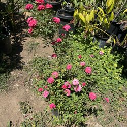 Roses Plants 