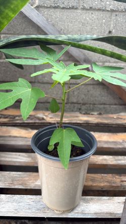 Papaya tree