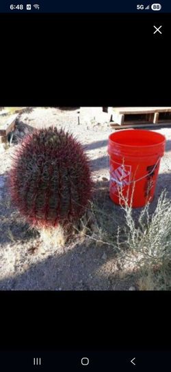 Cactus Fire Barrel Xtra Large