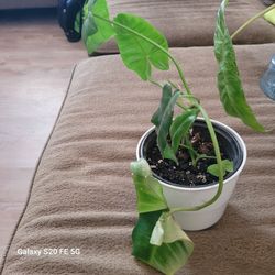 Philodendron Burle Marx