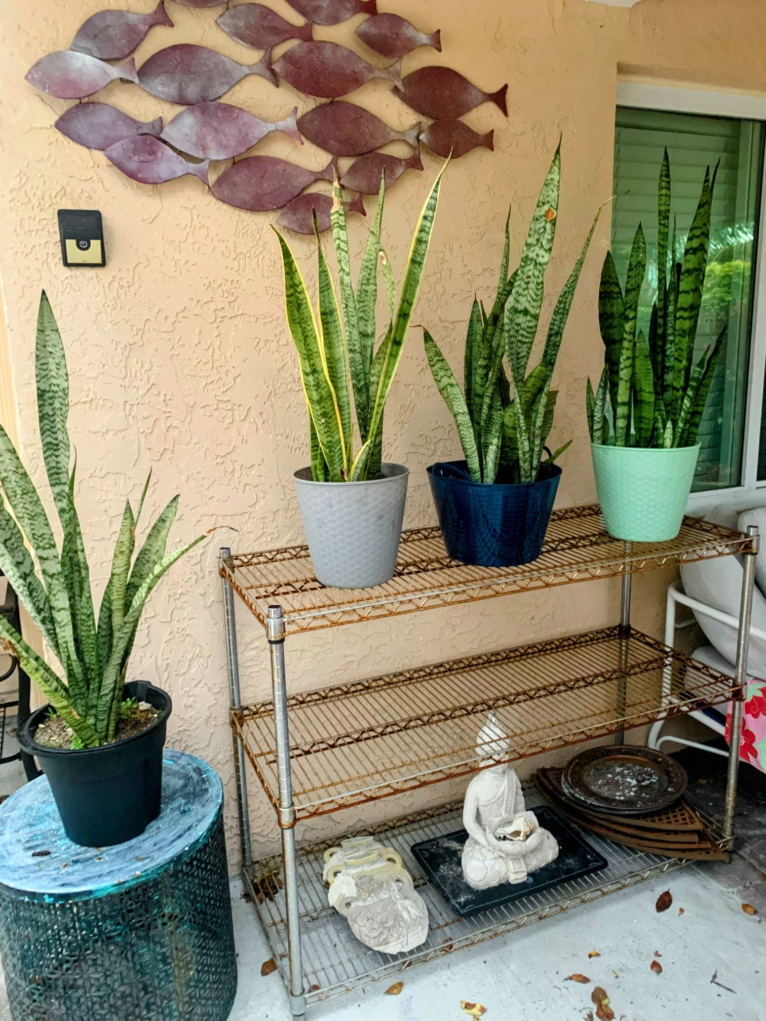 Healthy Snake Plants In Pots $20 each