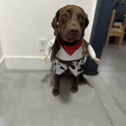 Dog Costume Cowboy Large