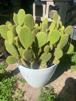 BUNNY EAR CACTUS