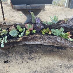 Beautiful Succulent And Cactus  Logs 