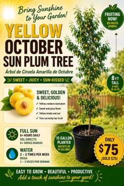 Yellow October sun plum tree 🌳💛