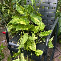 Pothos Plant 
