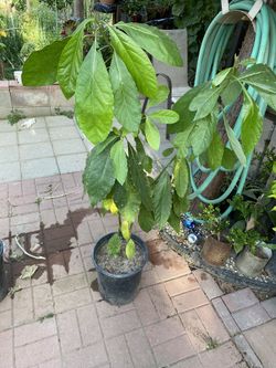 Two Avocado Plants