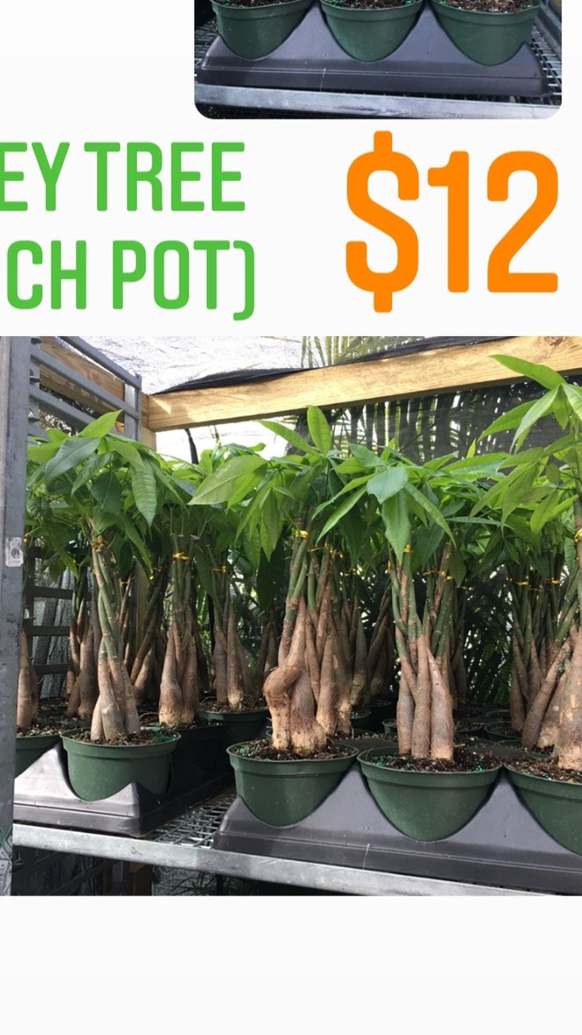 Home Plants- Money Tree (6 Inch) $12