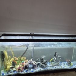 55gal Fish Tank 