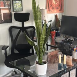 Tall Snake Plant. Minimalistic White Pot Included