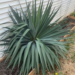 FREE Large Yucca plants
