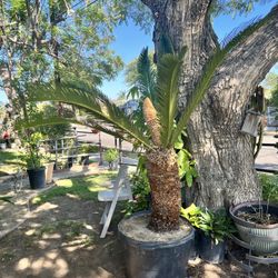 Sego Plan Tree