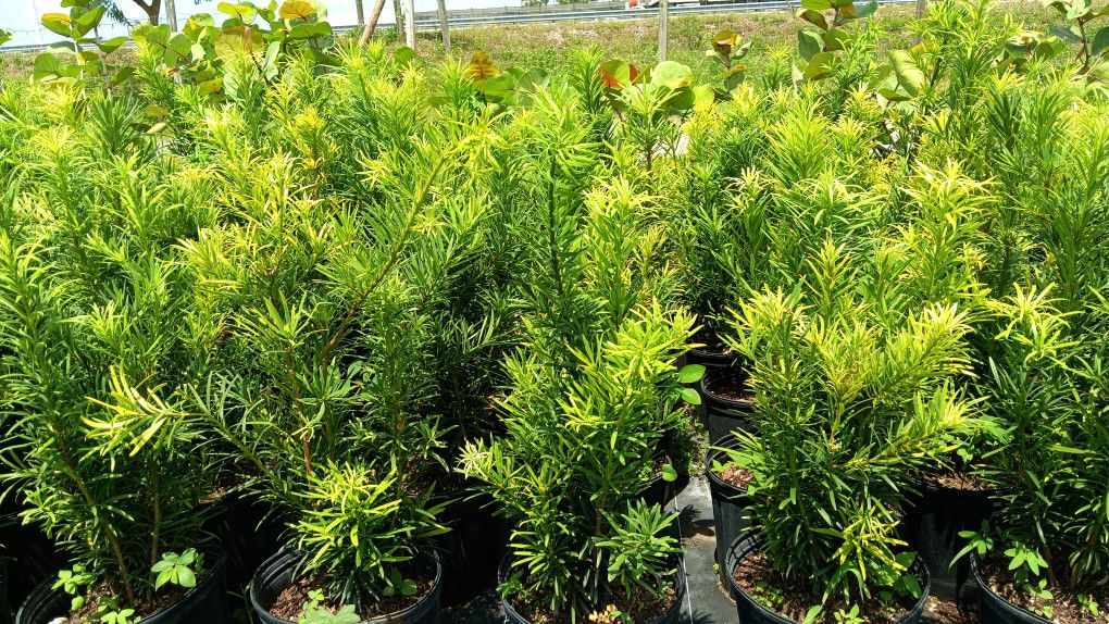 Podocarpus Privacy Hedges 7gl 4-4.5ft $19🌿🌿