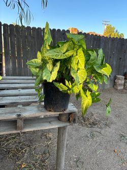 2 gal. Arrowhead plant, $15
