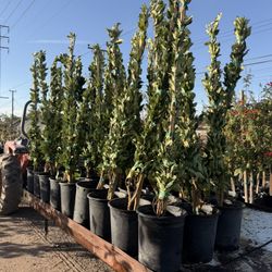 Waxleaf Privet Hedge Best Hedge Shrub With Low Maintance