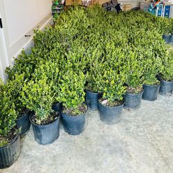 Wintergreen Boxwood