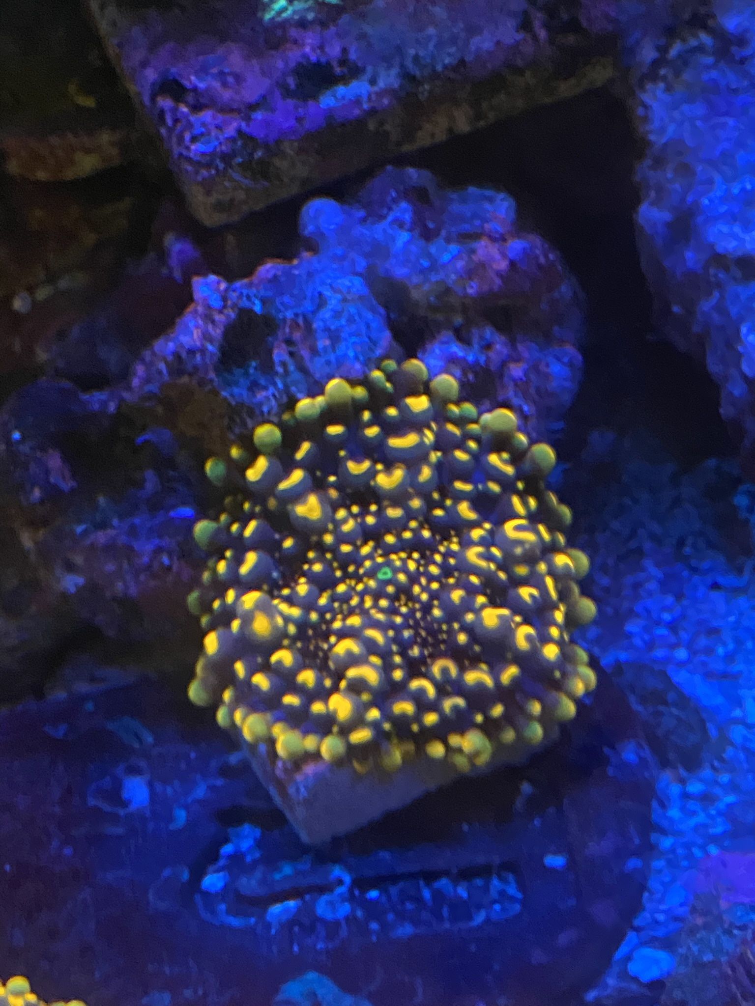 RRC Beanbag Doughboy Bounce Mushroom