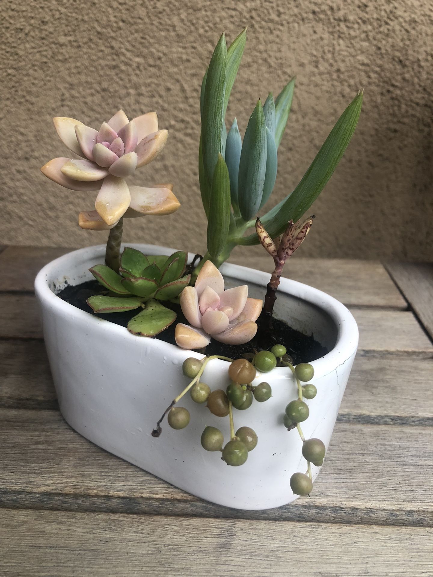 Succulent Arrangement In Ceramic Pot 