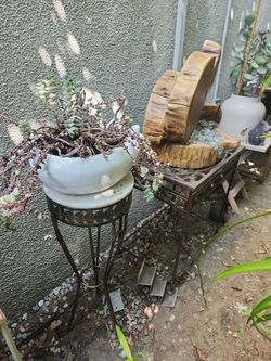 Sunday plant sale !!!!!!!!! Everything is for sale!!!