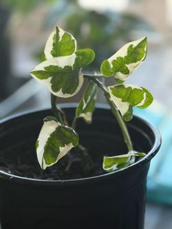 Variegated Syngonium Podophyllum Live Plant